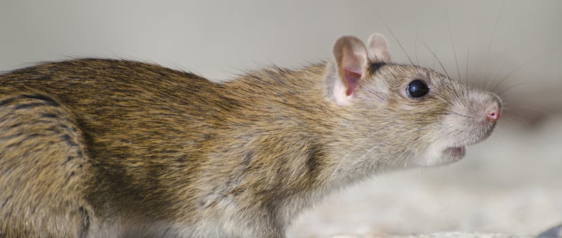 Tikus