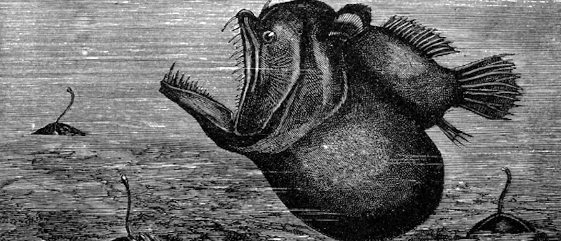 Ilustração do peixe-diabo-negro