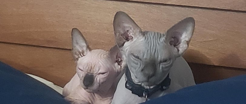 gato sin pelo