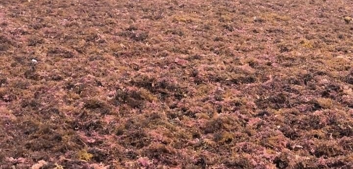 Dried Eucheuma cottonii Export