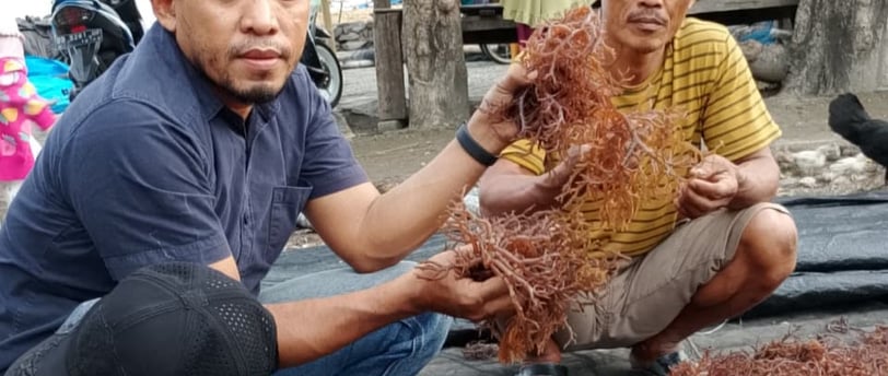 Indonesia Seaweed