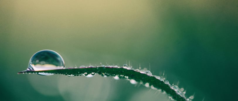 a drop of water balancing on a leafy plant