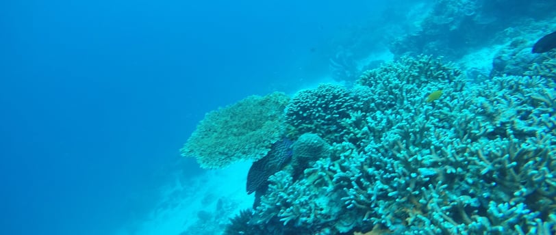 Diving Menjangan, Tulamben, and Lovina reef Bali #NorthBaliDive #BaliUnderwater #DiveGuide