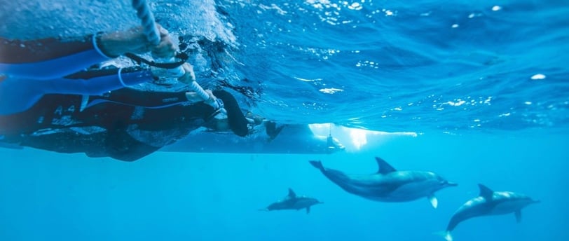 a woman in a bikini swims in the ocean at lovina reef