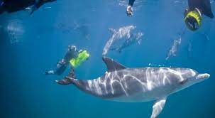 diving view dive with a dolphin under water water in lovina