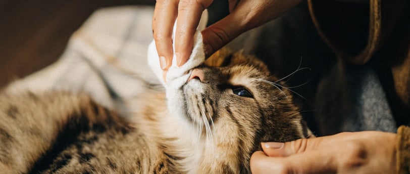 How to groom and clean your cat’s eyes and ears.