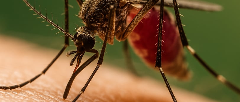 a mosquito fly insect insect insect insect insect insect insect insect insect insect insect insect insect
