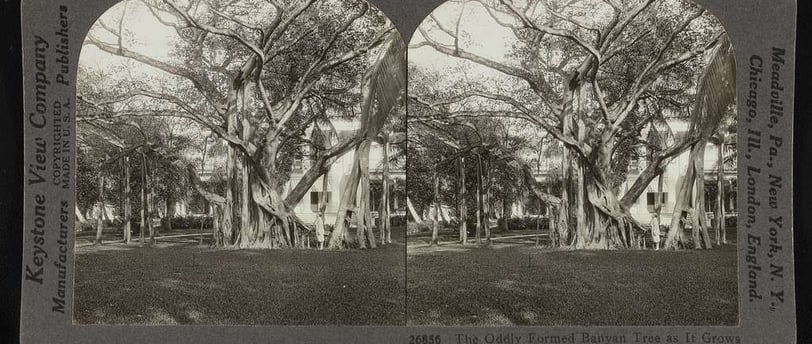 Banyan Tree Florida