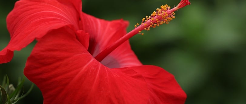 hibiscus flower