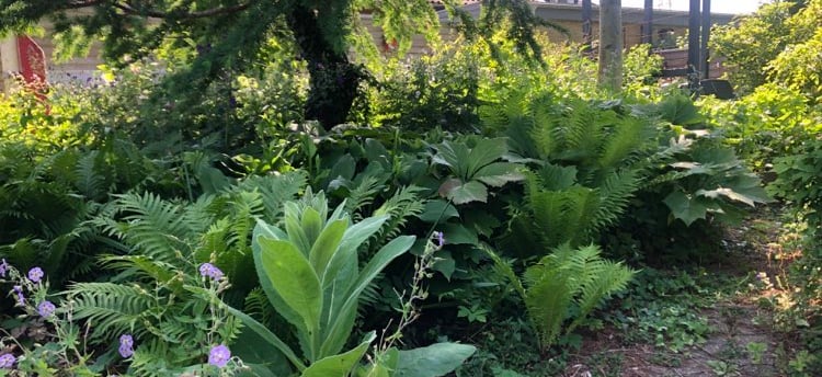 A shady and green spot in the garden