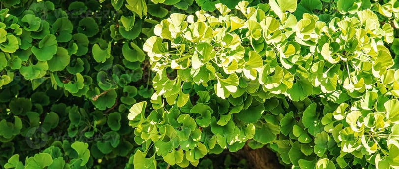 Ginkgo Biloba: O que é, como tomar e para que serve