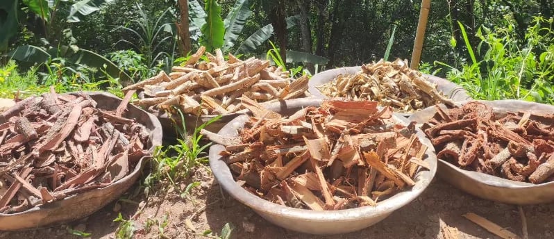 Marapuama em Pó: O Que É, Para Que Serve, Benefícios