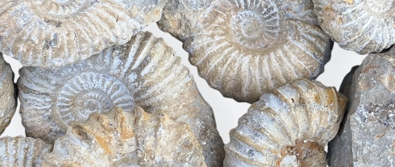Agadir Ammonites from Morocco