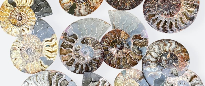 Madagascan Clioceras Ammonites Split Pairs