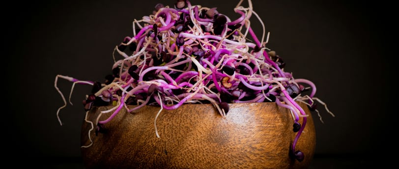 graines germées et micro pousses dans la Raw food