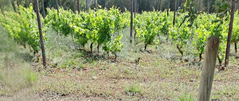 Service to vineyards in Mallorca