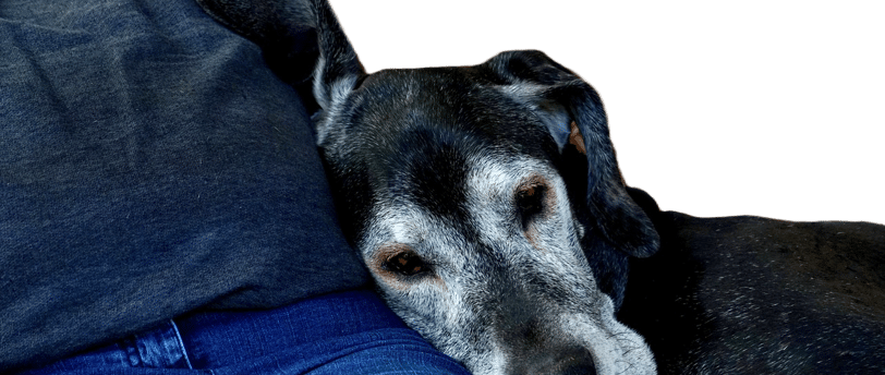 cão idoso