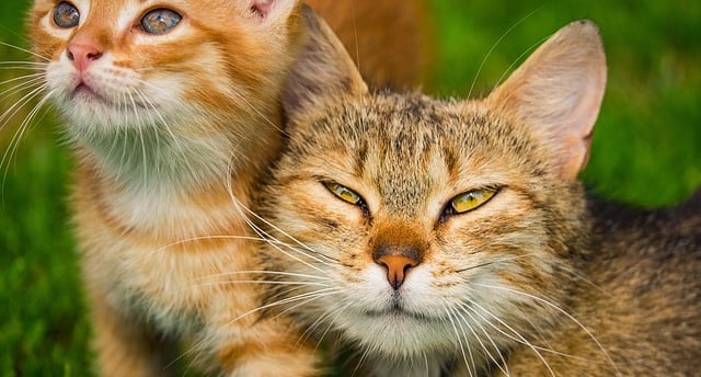 criptococose-gatos