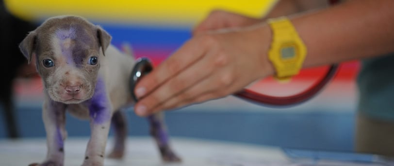 cuidado com filhote de cão