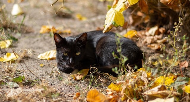 Esporotricose em gatos