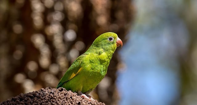gripe_aves