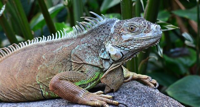 iguana