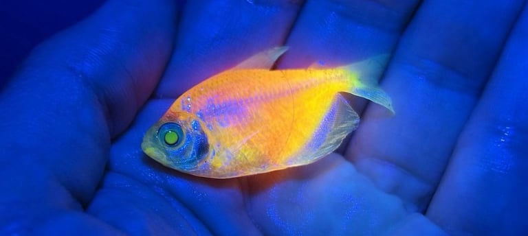peixe geneticamente modificado