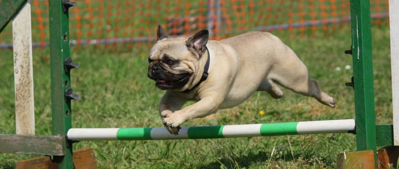 Raça Pug