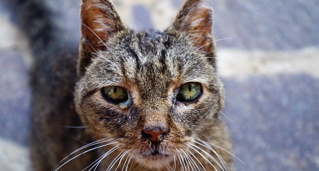 rinotraqueite felina