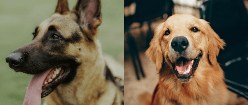 Dogs