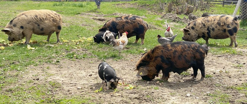 sows, piglets, chickens, and roosters all sharing in fresh produce