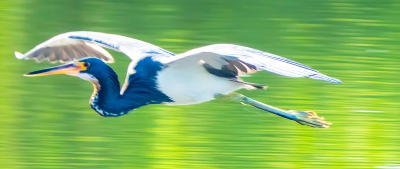 birdwatching Guatemala- Tricolored Heron flying
