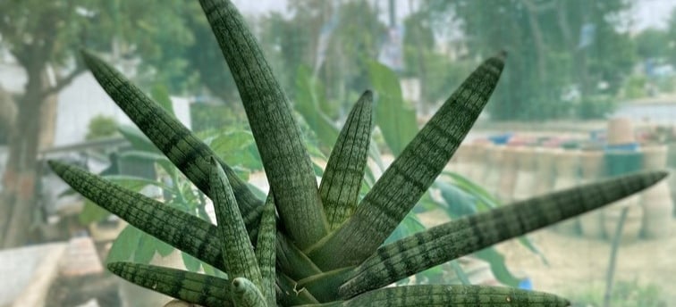 a potted Sansevieria plant in a pot