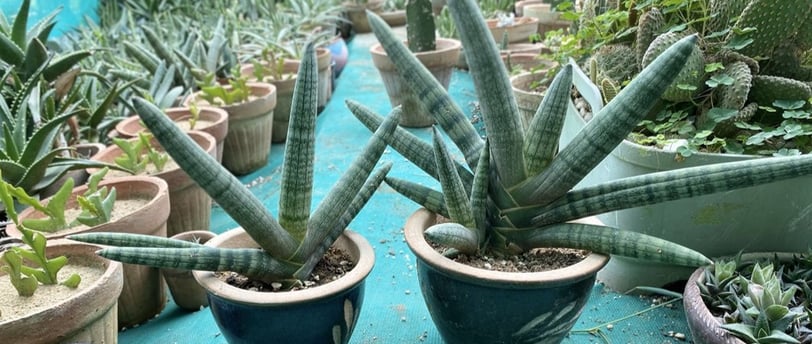 a variety of Sansevieria plants in pots on a table