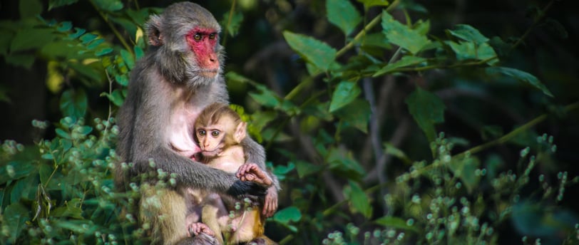two monkeys in the south carolina island