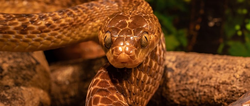 serpiente post surya reiki costa del sol
