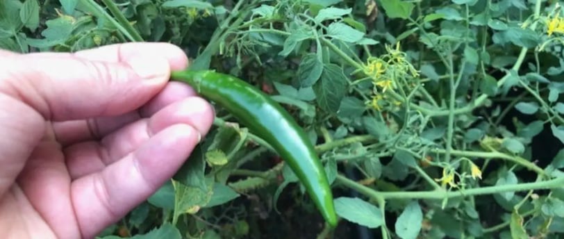 hand holding serrano pepper in front of tomato bush showing the joy of gardening