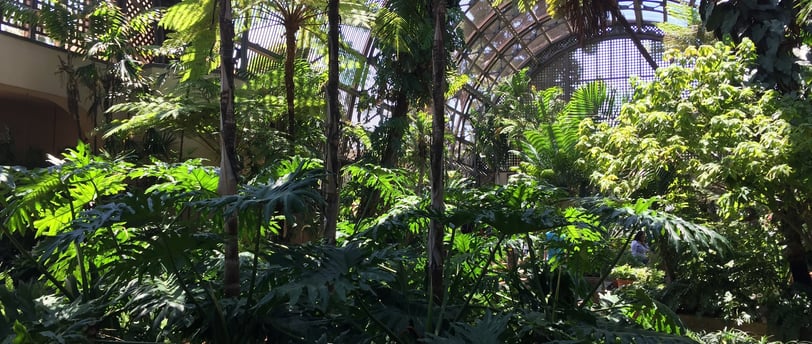 Plants inside Balboa Park Botanical Garden