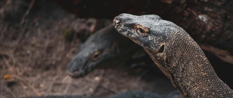 a couple of large Komodo Dragon