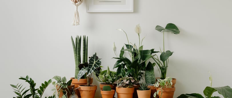a bunch of potted plants in a room