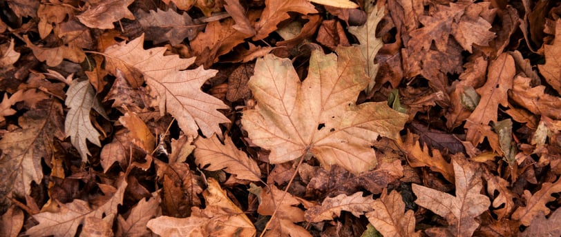 a teddy bear sitting on top of a pile of leaves