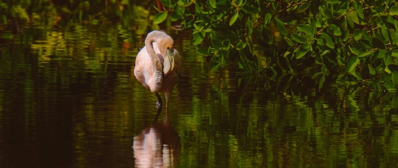 A bird standing in the water in front of mangrove trees
