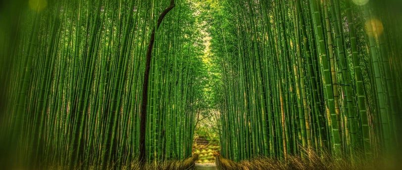 a path way through a bamboo tree lined with bamboo stalks