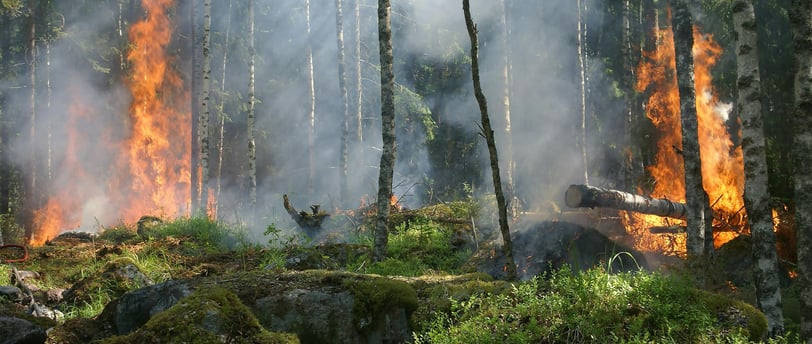 a wild fire in the woods