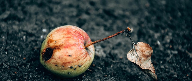 a rotten apple fruit on the ground