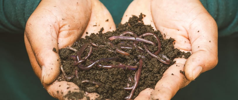 a person holding a handful of worms in their hands