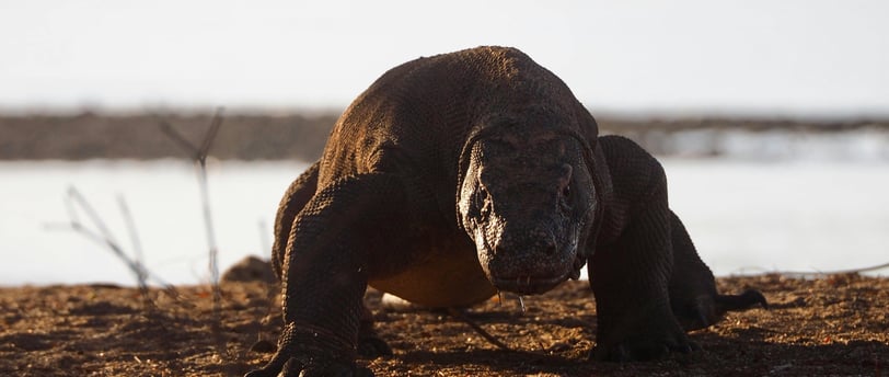 A large komodo dragon by the water