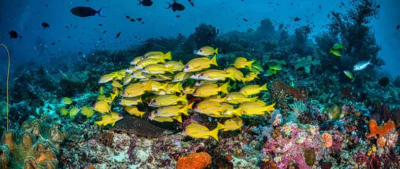 a group of fish swimming in a coral reef