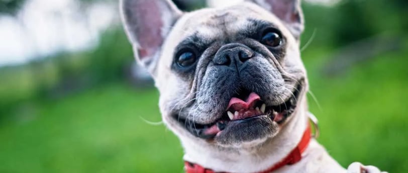 Francia bulldog kutyafajtáról.