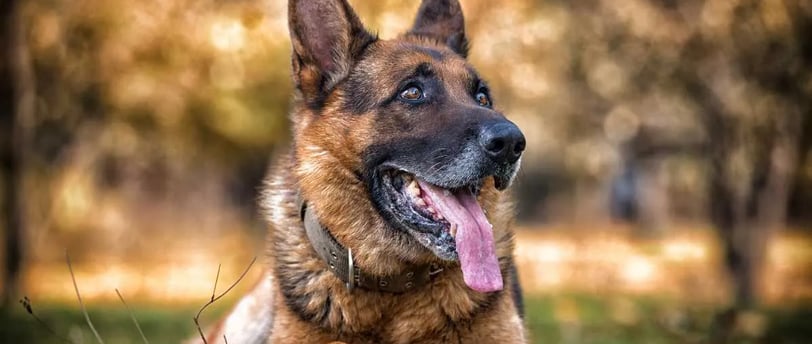 Német juhászkutya kutyafajtáról